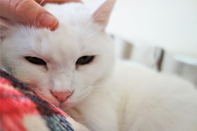 f:id:hiraryo0201:20181229123651j:plain f:id:hiraryo0201:20181229123651j:plain