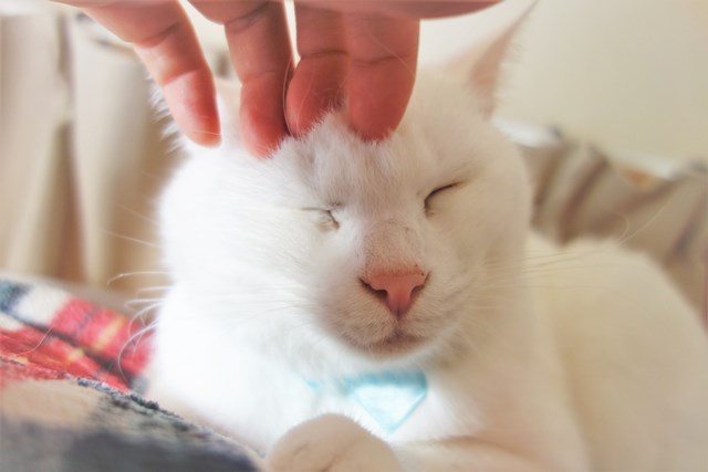 f:id:hiraryo0201:20181229123709j:plain f:id:hiraryo0201:20181229123709j:plain