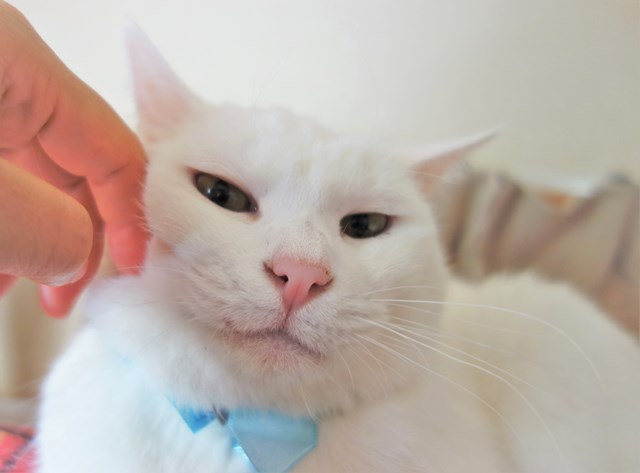 f:id:hiraryo0201:20181229123724j:plain f:id:hiraryo0201:20181229123724j:plain