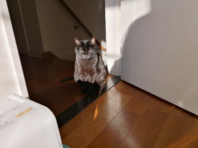 f:id:hiraryo0201:20181229125321j:plain