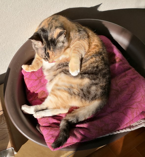 f:id:hiraryo0201:20181229125737j:plain