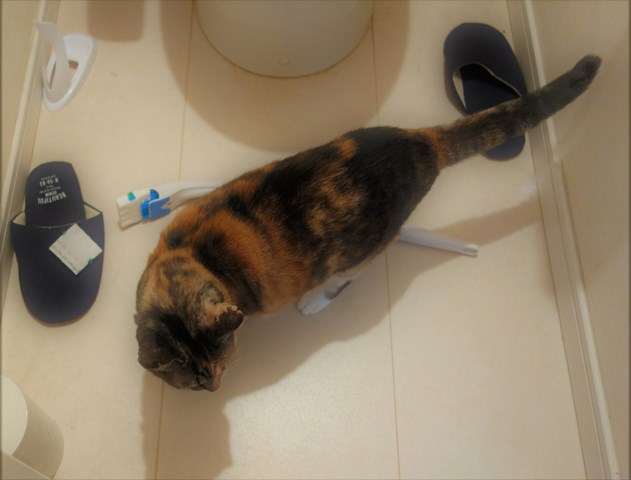 f:id:hiraryo0201:20181229132034j:plain