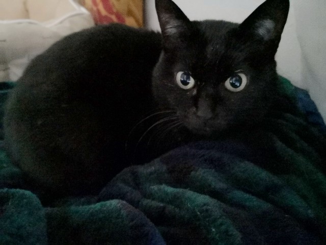 f:id:hiraryo0201:20181230165850j:image