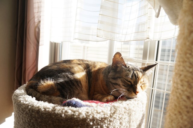 f:id:hiraryo0201:20190106125557j:plain f:id:hiraryo0201:20190106125557j:plain