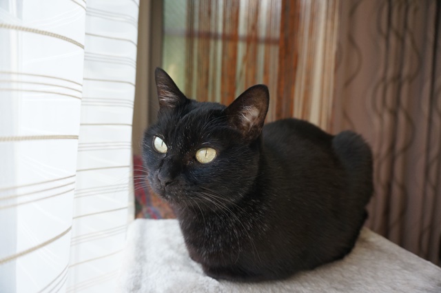 f:id:hiraryo0201:20190106125615j:plain f:id:hiraryo0201:20190106125615j:plain