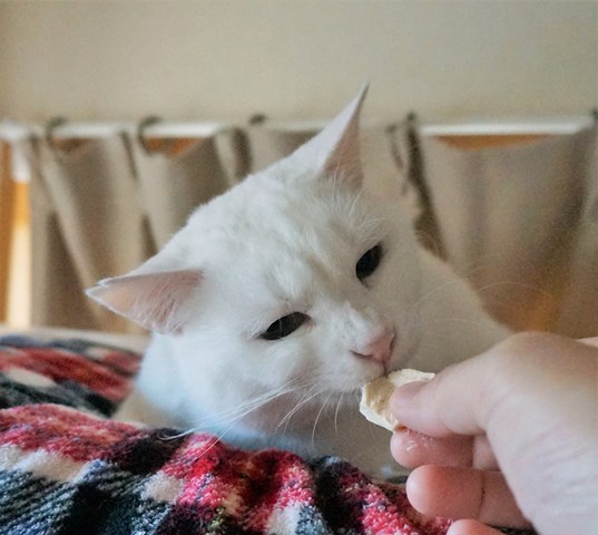 f:id:hiraryo0201:20190106125709j:plain