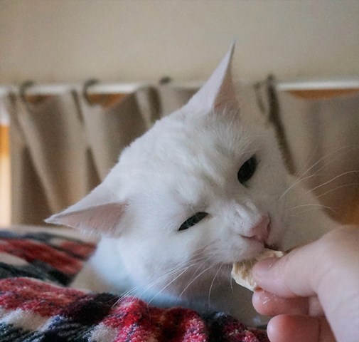 f:id:hiraryo0201:20190106125714j:plain
