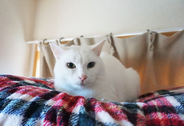 f:id:hiraryo0201:20190106125753j:plain