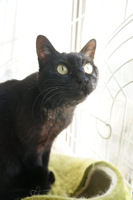 f:id:hiraryo0201:20190106125816j:plain f:id:hiraryo0201:20190106125816j:plain