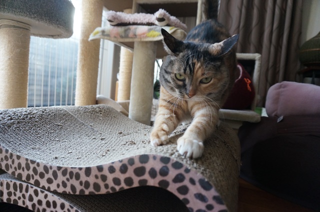 f:id:hiraryo0201:20190106125822j:plain f:id:hiraryo0201:20190106125822j:plain