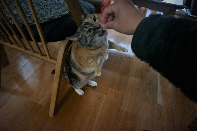 f:id:hiraryo0201:20190106125833j:plain f:id:hiraryo0201:20190106125833j:plain