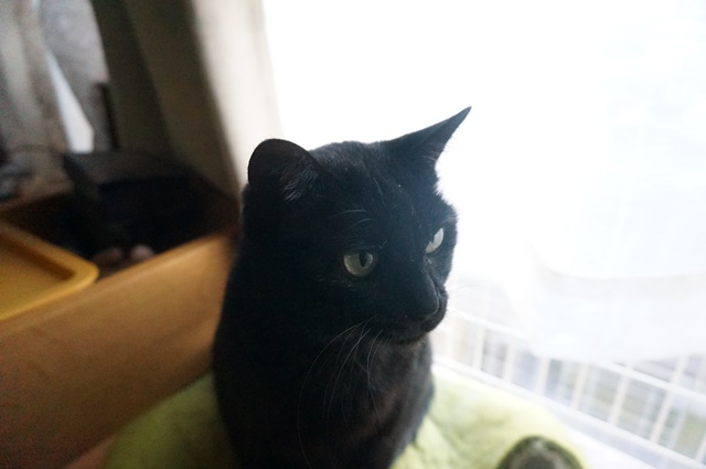 f:id:hiraryo0201:20190106125851j:plain f:id:hiraryo0201:20190106125851j:plain