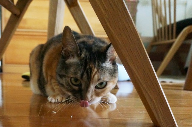 f:id:hiraryo0201:20190106125951j:plain f:id:hiraryo0201:20190106125951j:plain