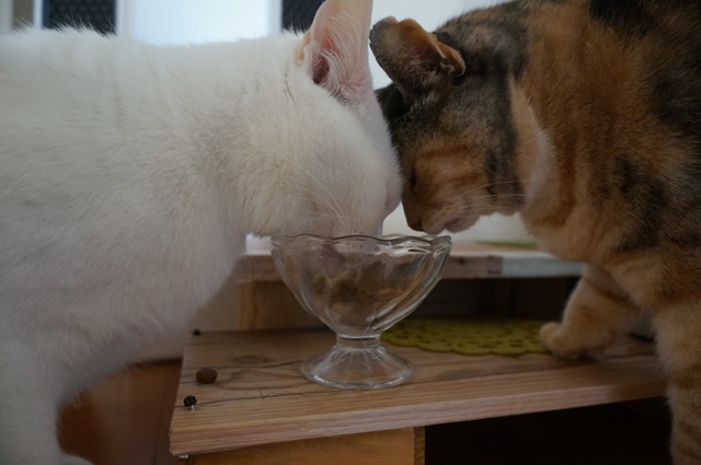 f:id:hiraryo0201:20190106130148j:plain f:id:hiraryo0201:20190106130148j:plain