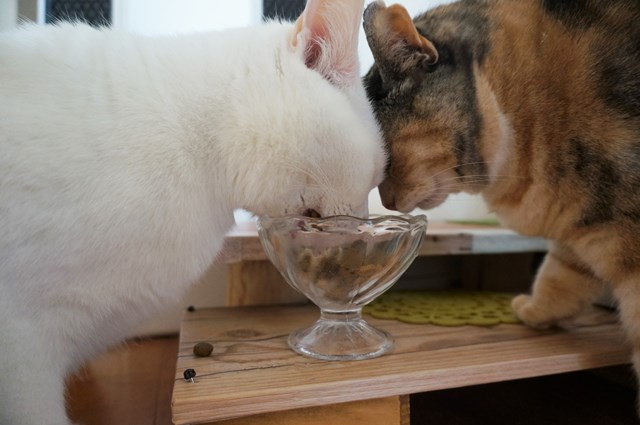 f:id:hiraryo0201:20190106130155j:plain f:id:hiraryo0201:20190106130155j:plain