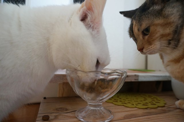 f:id:hiraryo0201:20190106130210j:plain f:id:hiraryo0201:20190106130210j:plain