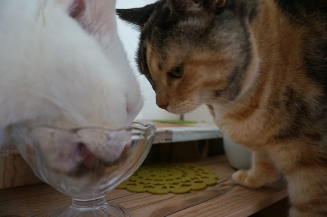 f:id:hiraryo0201:20190106130252j:plain f:id:hiraryo0201:20190106130252j:plain