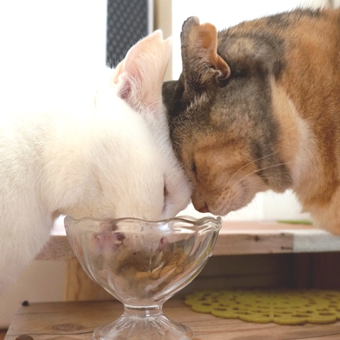 f:id:hiraryo0201:20190106130308j:plain f:id:hiraryo0201:20190106130308j:plain