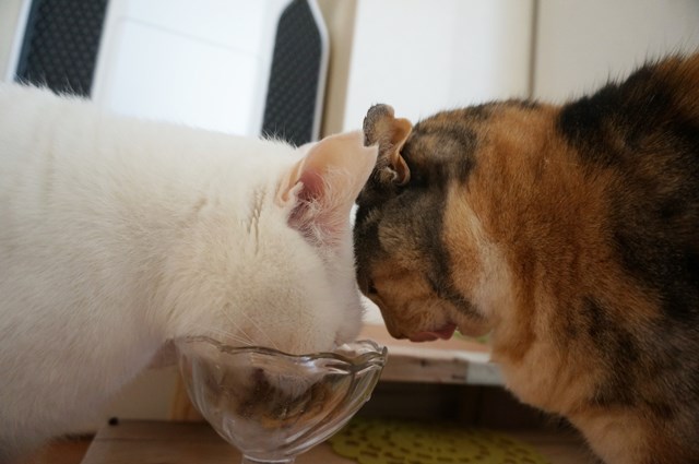 f:id:hiraryo0201:20190106130317j:plain f:id:hiraryo0201:20190106130317j:plain