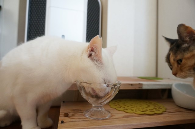 f:id:hiraryo0201:20190106130434j:plain f:id:hiraryo0201:20190106130434j:plain