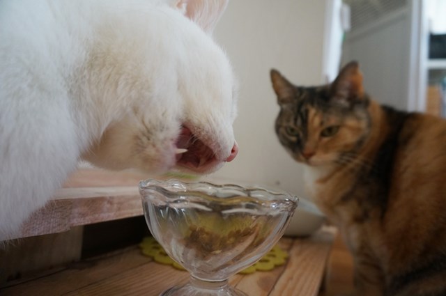 f:id:hiraryo0201:20190106130441j:plain f:id:hiraryo0201:20190106130441j:plain