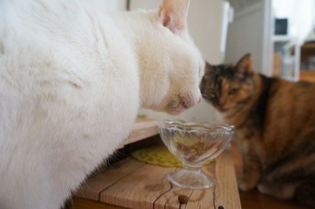 f:id:hiraryo0201:20190106130456j:plain f:id:hiraryo0201:20190106130456j:plain