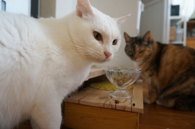 f:id:hiraryo0201:20190106130509j:plain f:id:hiraryo0201:20190106130509j:plain