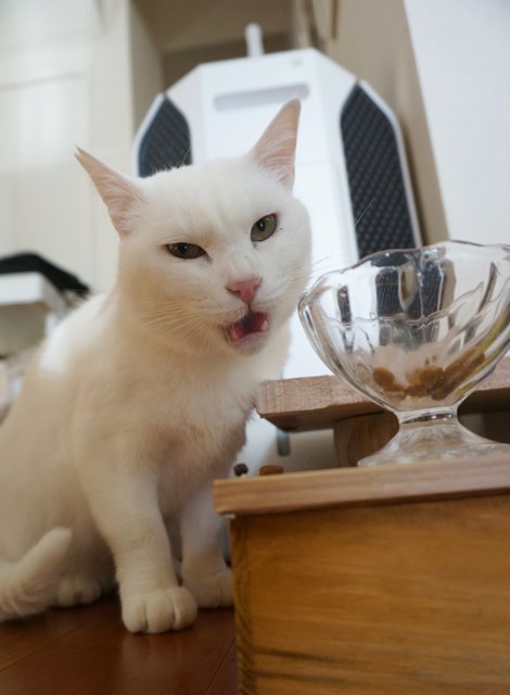 f:id:hiraryo0201:20190106130521j:plain f:id:hiraryo0201:20190106130521j:plain