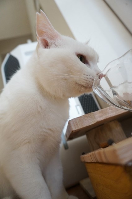 f:id:hiraryo0201:20190106130530j:plain f:id:hiraryo0201:20190106130530j:plain