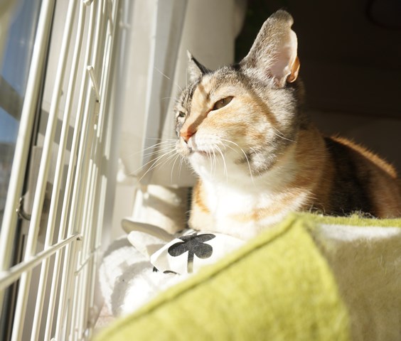 f:id:hiraryo0201:20190106130637j:plain