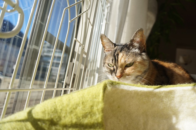 f:id:hiraryo0201:20190106130702j:plain