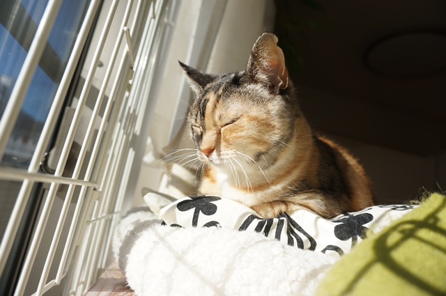 f:id:hiraryo0201:20190106130715j:plain