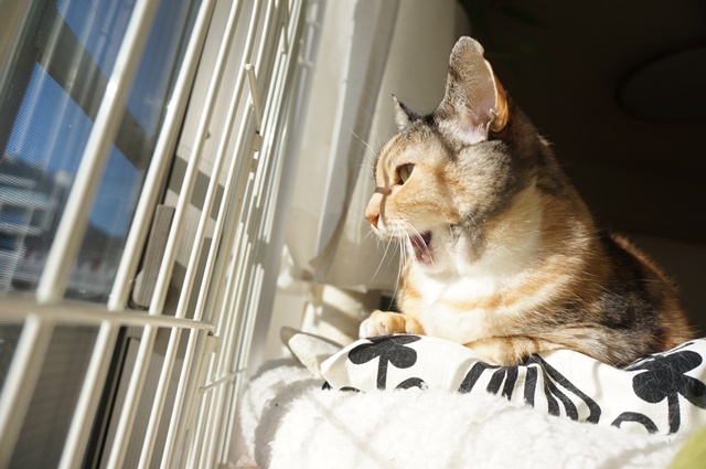 f:id:hiraryo0201:20190106130755j:plain