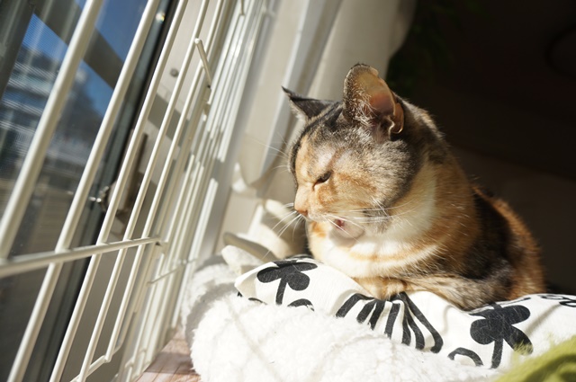 f:id:hiraryo0201:20190106130808j:plain