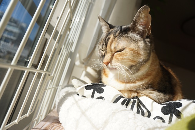 f:id:hiraryo0201:20190106130819j:plain