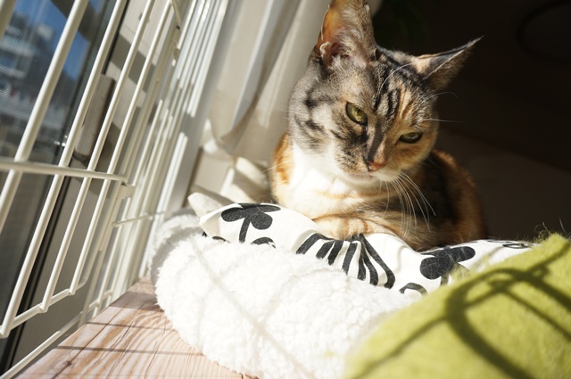 f:id:hiraryo0201:20190106130833j:plain