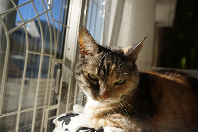 f:id:hiraryo0201:20190106130907j:plain