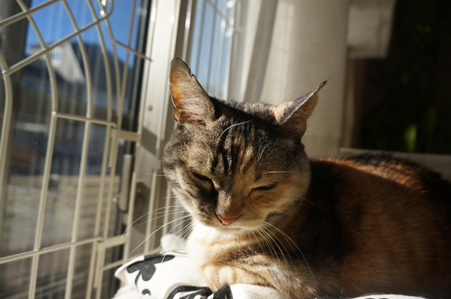 f:id:hiraryo0201:20190106130915j:plain