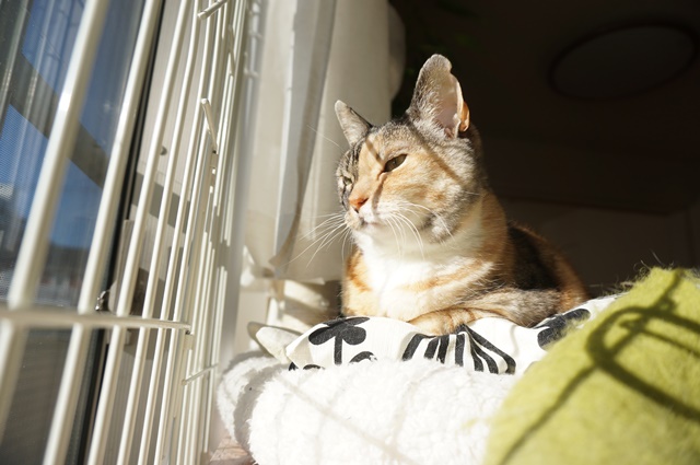 f:id:hiraryo0201:20190106130926j:plain