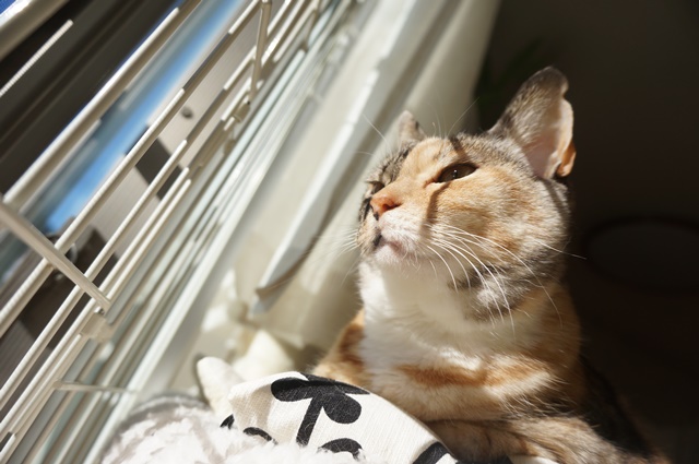 f:id:hiraryo0201:20190106130958j:plain