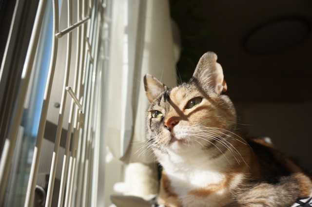 f:id:hiraryo0201:20190106131006j:plain