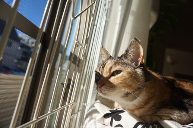 f:id:hiraryo0201:20190106131039j:plain