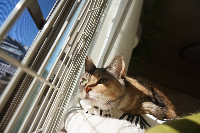 f:id:hiraryo0201:20190106131057j:plain