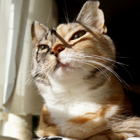 f:id:hiraryo0201:20190106131106j:plain