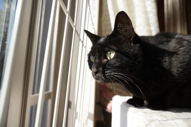 f:id:hiraryo0201:20190106131138j:plain