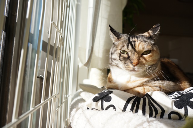 f:id:hiraryo0201:20190106131144j:plain