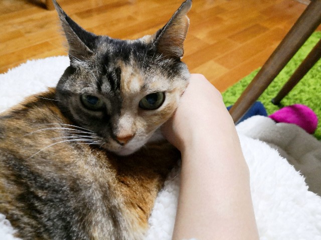 f:id:hiraryo0201:20190106173536j:image f:id:hiraryo0201:20190106173536j:image