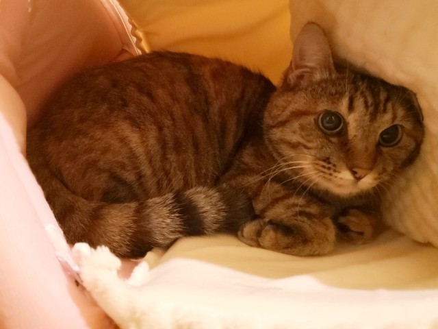 f:id:hiraryo0201:20190112124342j:image f:id:hiraryo0201:20190112124342j:image