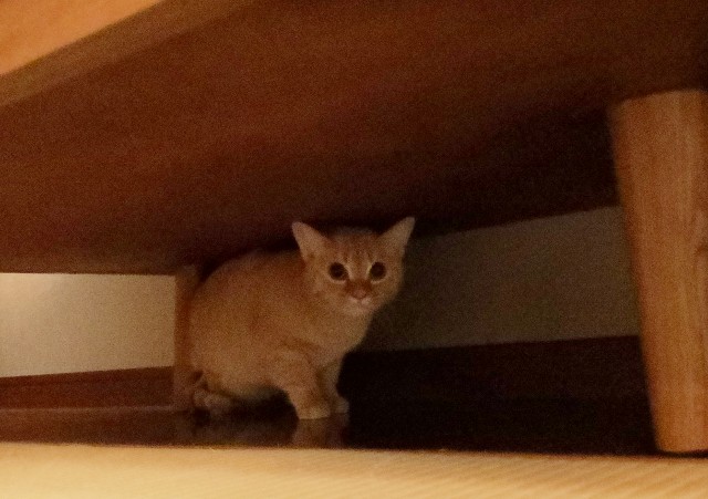 f:id:hiraryo0201:20190112124402j:image f:id:hiraryo0201:20190112124402j:image
