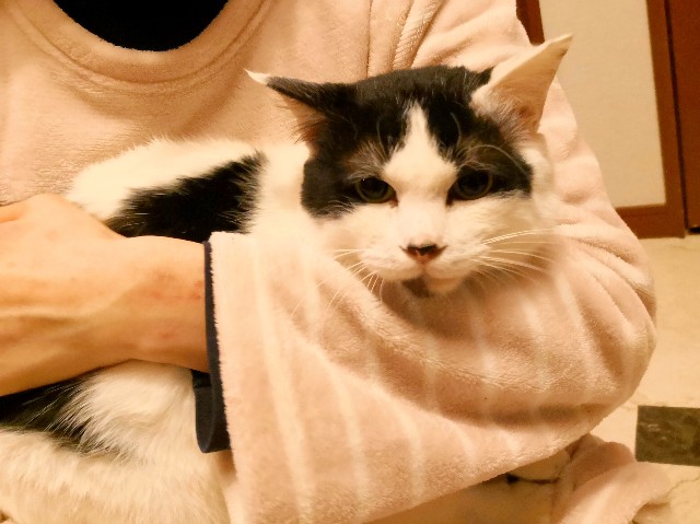 f:id:hiraryo0201:20190112124555j:image f:id:hiraryo0201:20190112124555j:image